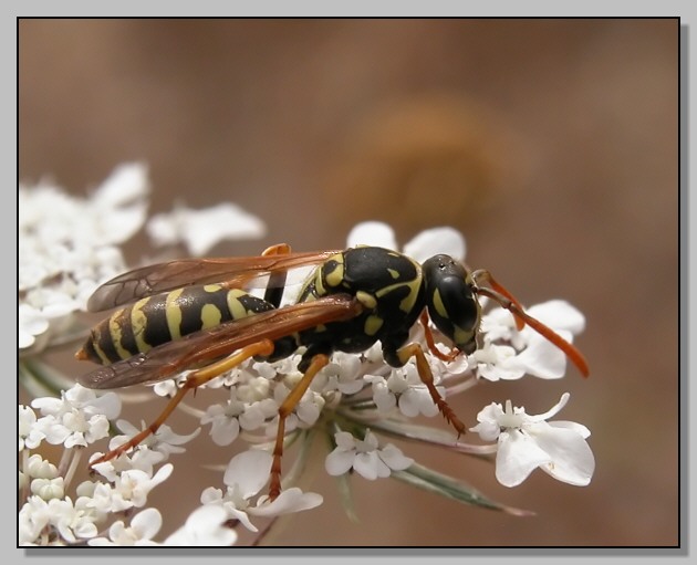 Polyommatus icarus, Polistes sp e falena sconosciuta